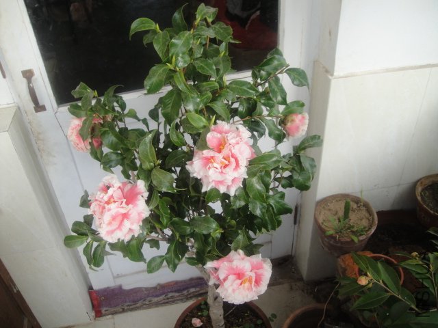 DSC02055.JPG