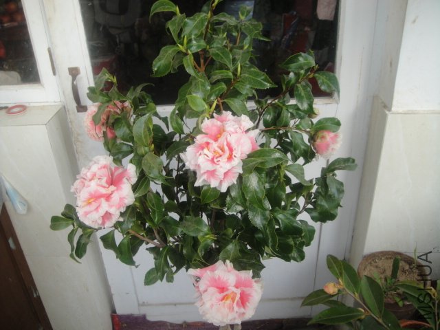 DSC02056.jpg.JPG