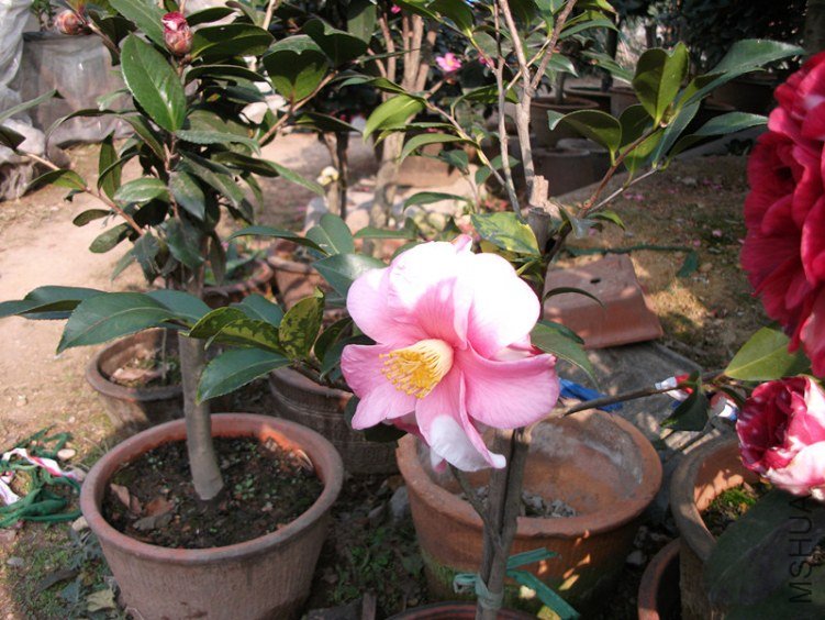 DSCF3699_����.jpg