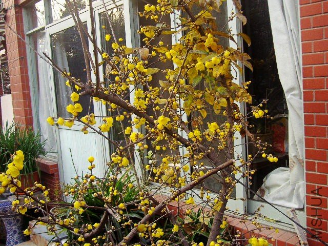 PB300962_conew1.jpg