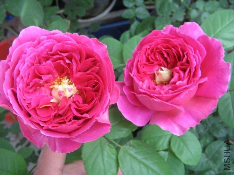 ����Ƭ---���� 018a.JPG