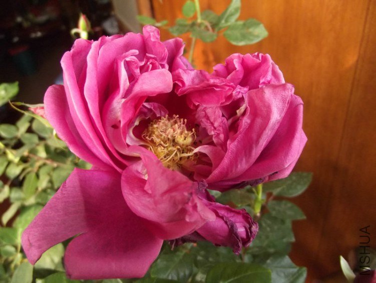 DSCF0358.JPG