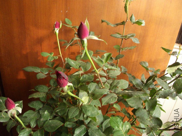DSCF0359.JPG