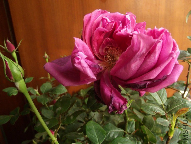 DSCF0360.JPG