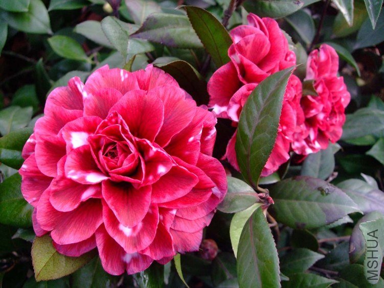 ��Ƭ2012-1-2f 01411.jpg