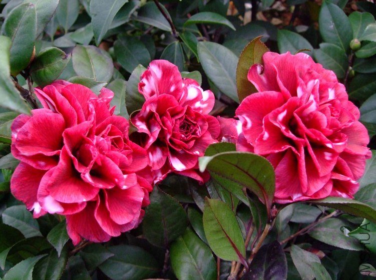 ��Ƭ2012-1-2f 01211.jpg