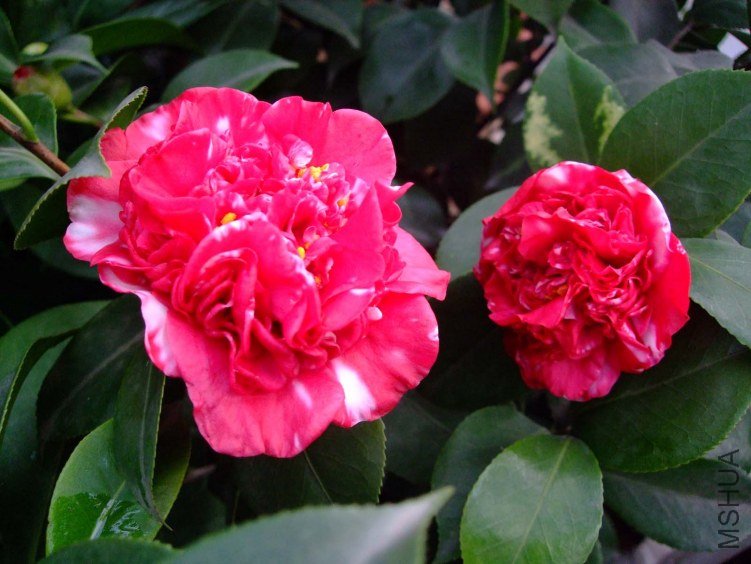 ��Ƭ2012-1-2f 00811.jpg