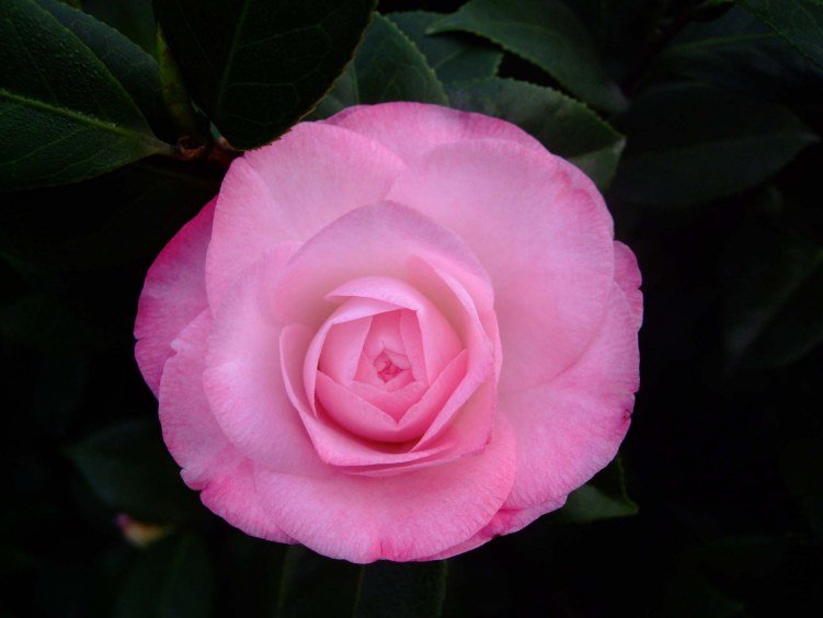 ��Ƭ2012-1-2f 00711.jpg