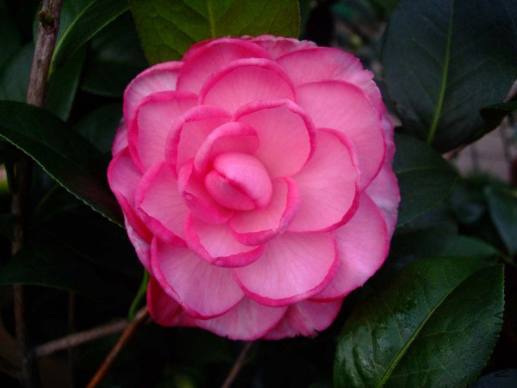 ��Ƭ2012-1-2f 00511.jpg