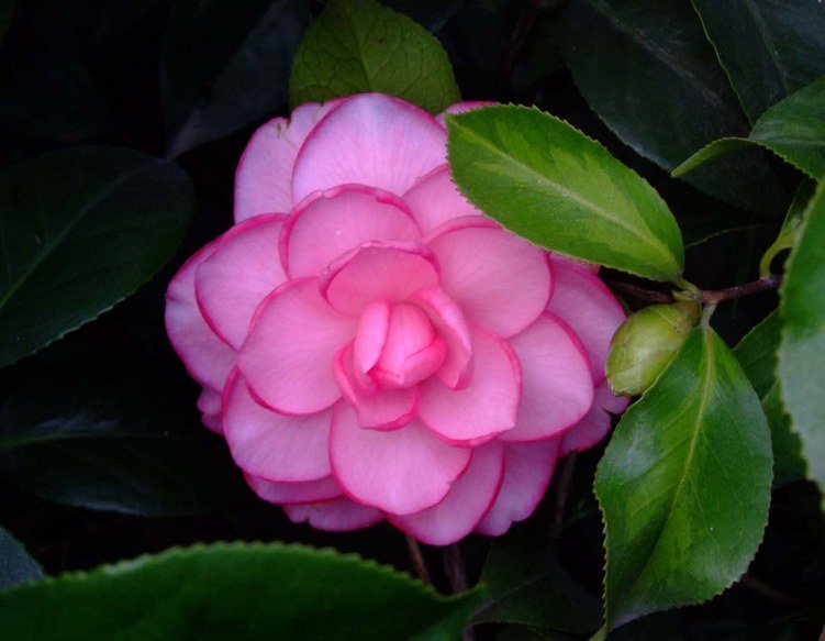 ��Ƭ2012-1-2f 00611.jpg