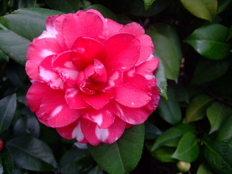 ��Ƭ2012-1-1f 00111.jpg