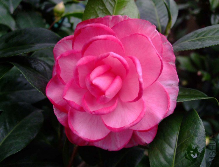 ��Ƭ2012-1-1f 00211.jpg