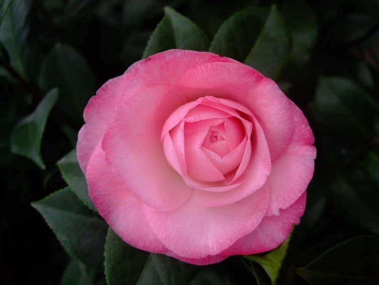 ��Ƭ2012-1-1f 00311.jpg