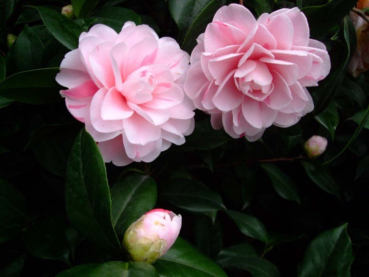 ��Ƭ2012-1-1f 00811.jpg