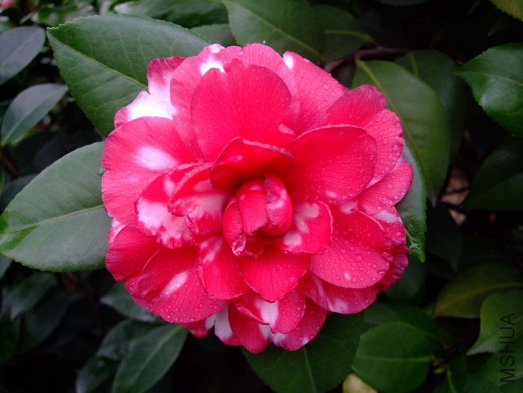 ��Ƭ2012-1-1f 01211.jpg