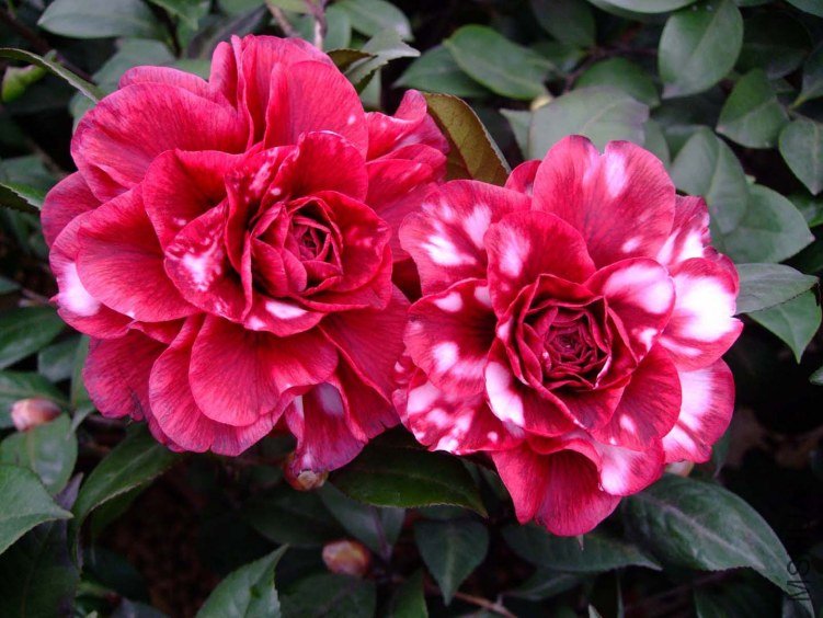 ��Ƭ2012-1-1f 01511.jpg