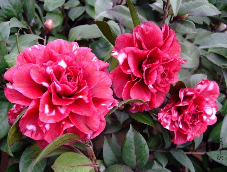 ��Ƭ2012-1-1f 01811.jpg
