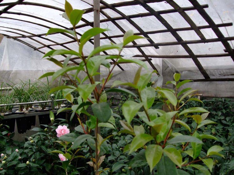 ��Ƭ2012-1-1f 02811.jpg