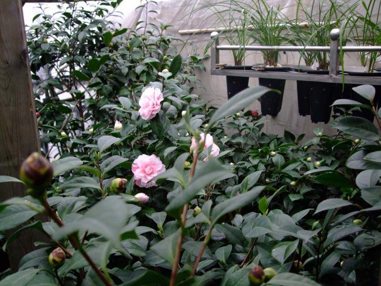 ��Ƭ2012-1-1f 03611.jpg