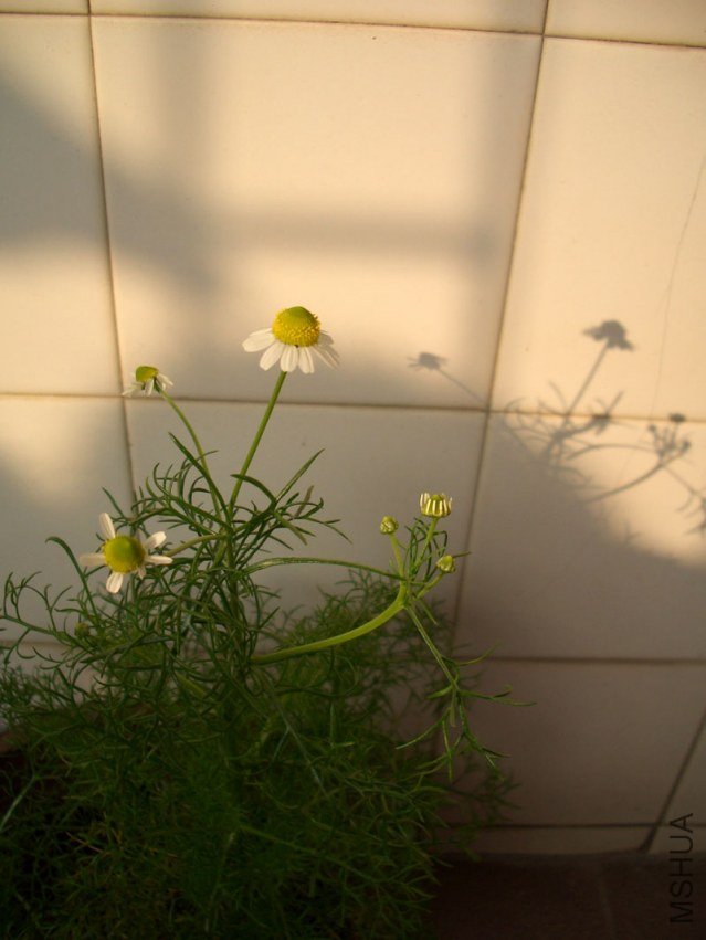 20120102-6.jpg
