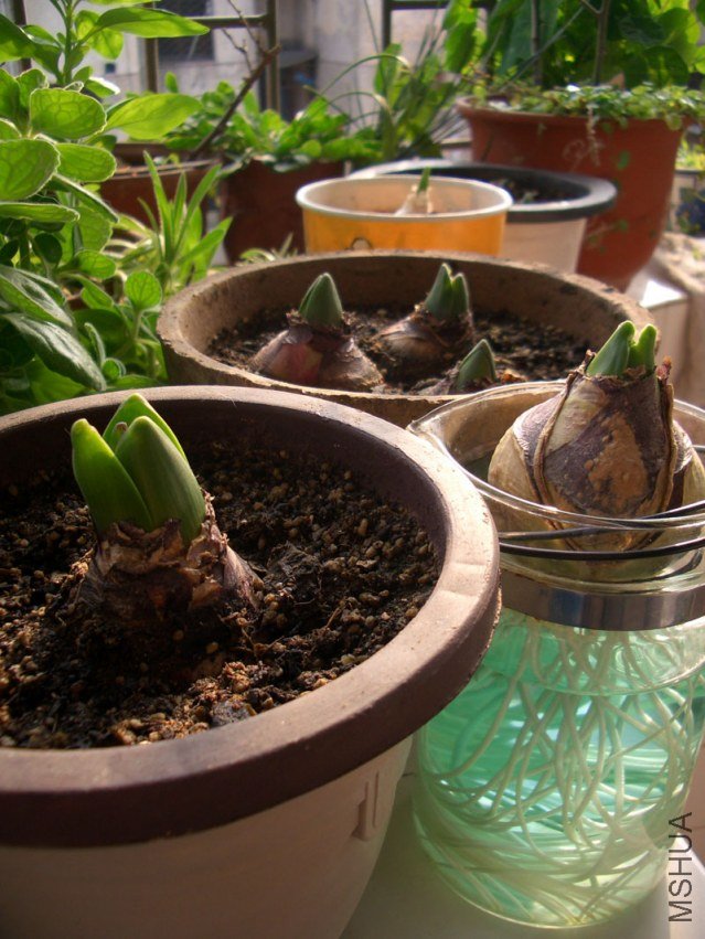 20120102.jpg