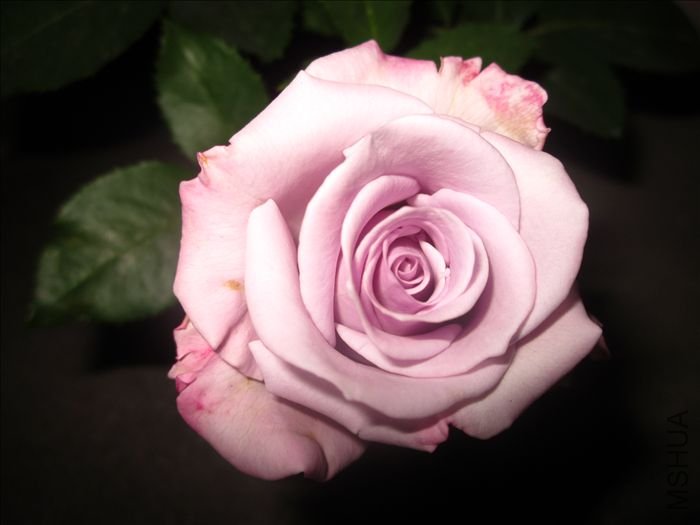 IMG_3224.JPG