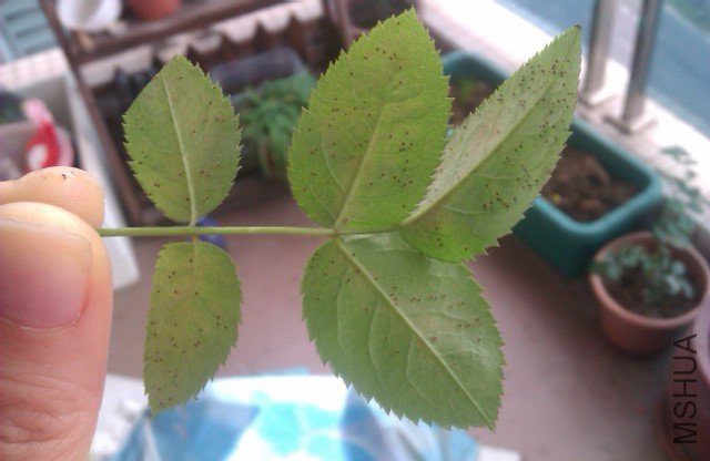 IMAG0105.jpg