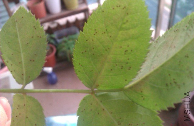 IMAG0106.jpg