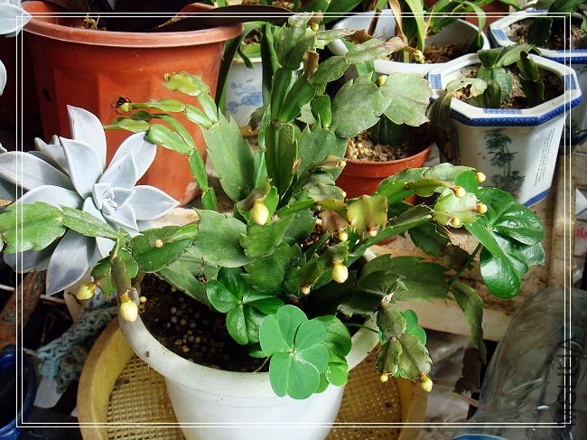 nEO_IMG_DSC02243.jpg