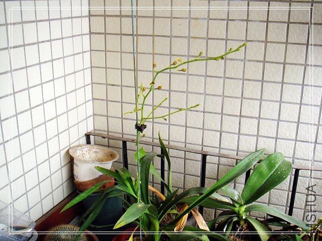 nEO_IMG_DSC02244.jpg