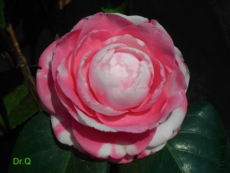 0103-3.JPG