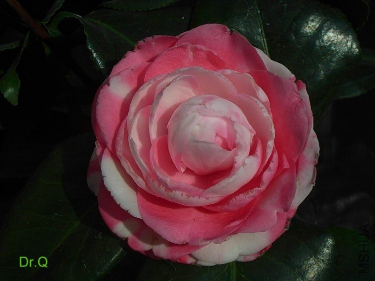 0103-4.JPG