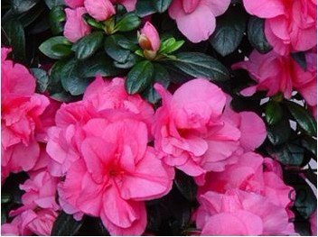 86.jpg