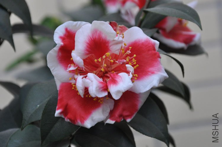 DSC_1265.JPG
