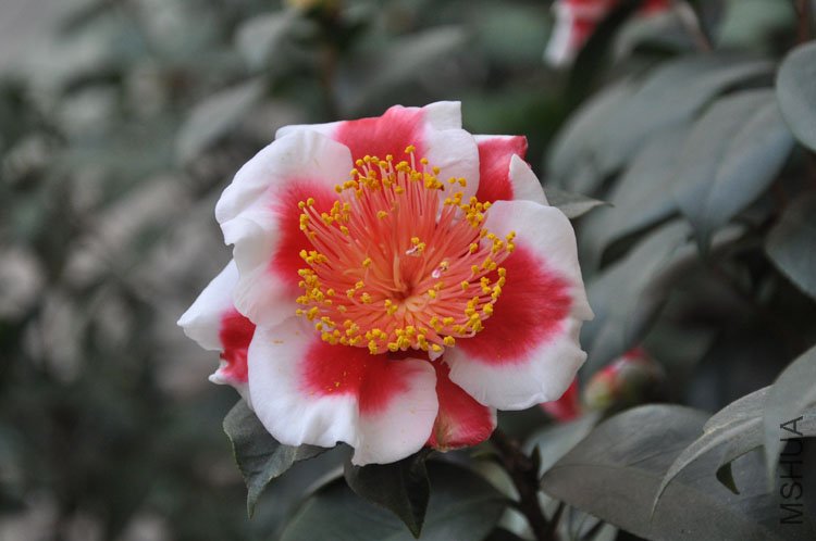 DSC_1259.JPG