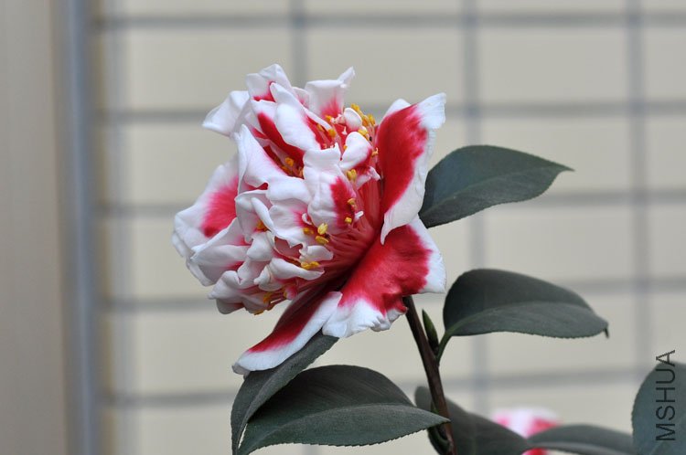 DSC_0809.JPG