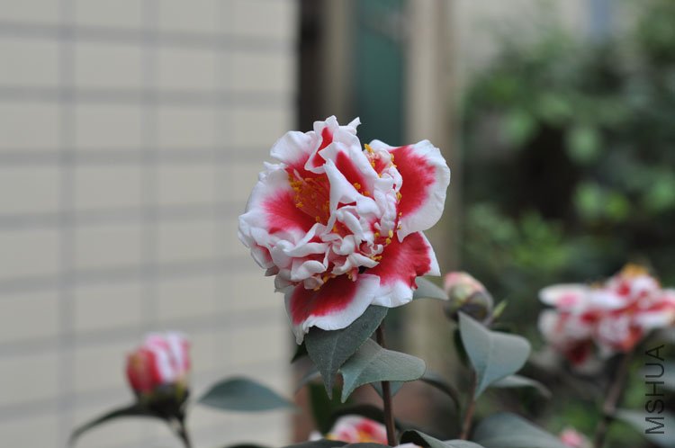 DSC_0815.JPG