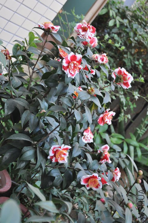 DSC_1263.JPG