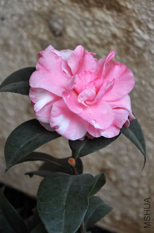 DSC_1278.JPG