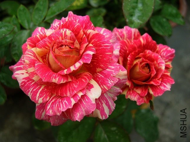 �ֻ�anvil sparks.jpg