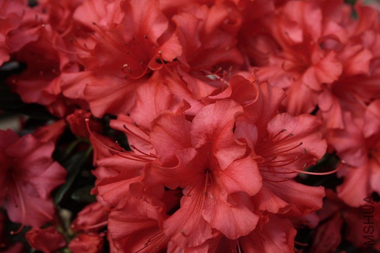 Red-Azalea-Flower.JPG