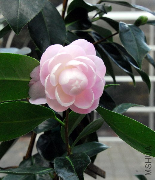DSC_0013-SS.jpg