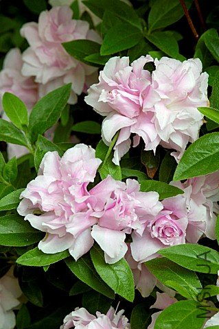 Mrs Nancy Dippel.jpg