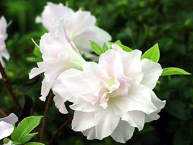 Mrs Nancy Dippel2.jpg