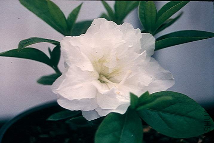 Sandra's Green Ice.JPG