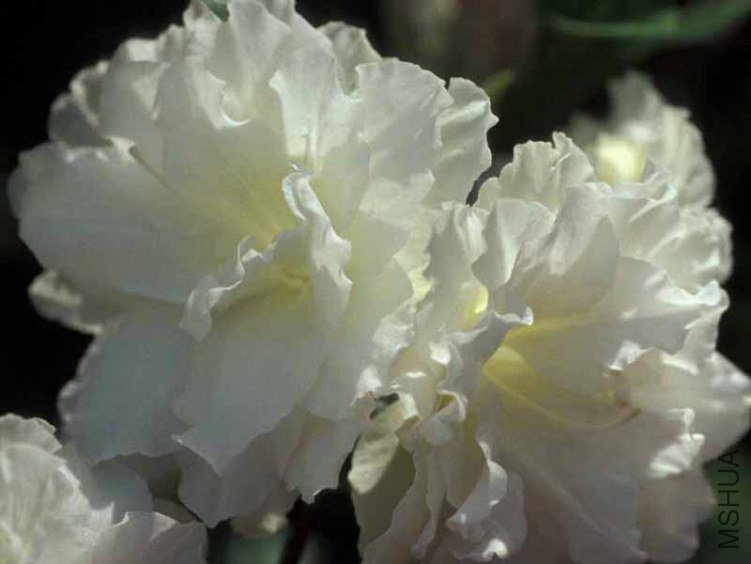 Sandra's Green Ice2.jpg