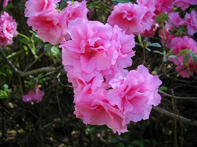 Theodore S. Stecki.JPG