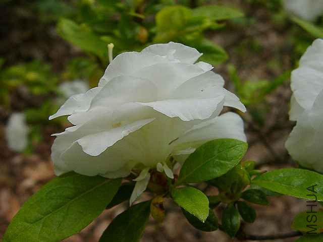 White Rosebud3.JPG