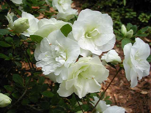 White Rosebud5.JPG