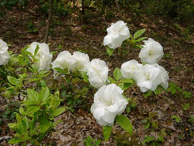 White Rosebud6.JPG